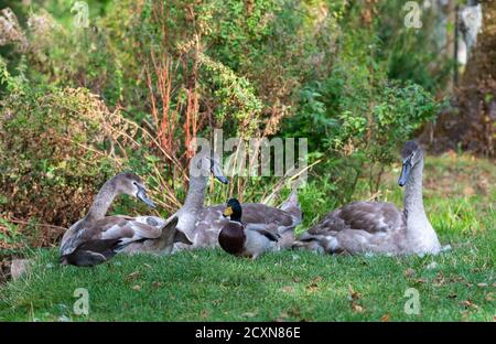 Famiglia di Cignets White Mute Swan (Cygnus olor) seduta sull'erba in autunno in inverno in Inghilterra, Regno Unito. Foto Stock