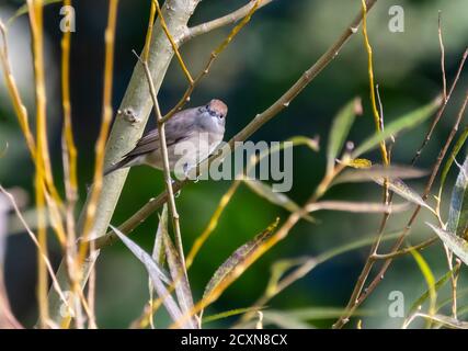 Femmina adulto Blackcap (Sylvia ricapilla), un piccolo uccello arroccato su un ramo in autunno nel Sussex occidentale, Inghilterra, Regno Unito. Foto Stock