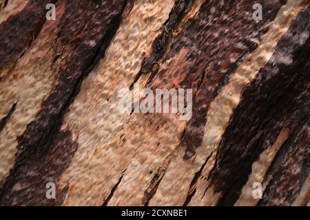 Flora di Gran Canaria - specie introdotta Eucalyptus camaldulensis shedding abbaio sfondo Foto Stock