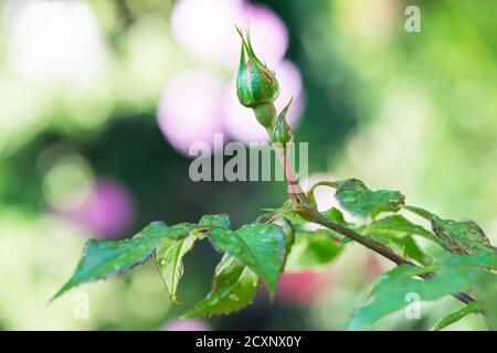 Un nuovo germoglio di rose sta per fiorire in un inglese giardino in primavera Foto Stock