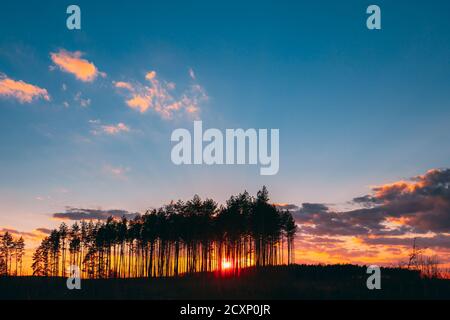 Sunset Sunrise nella foresta di pini. Sun sole di primavera soleggiata foresta di conifere. La luce solare Raggi di sole brillare attraverso boschi nel paesaggio colorato luminoso Foto Stock