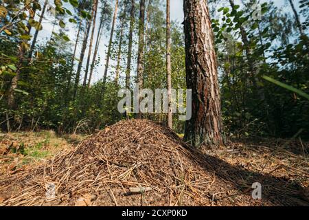 Red Forest Ants Formica Rufa in Anthill sotto Pine Tree. Red ANT Colony Foto Stock