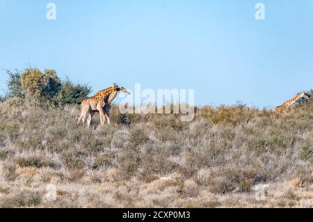 Nettare giraffe sudafricane su una collina nell'arido Kgalagadi Foto Stock