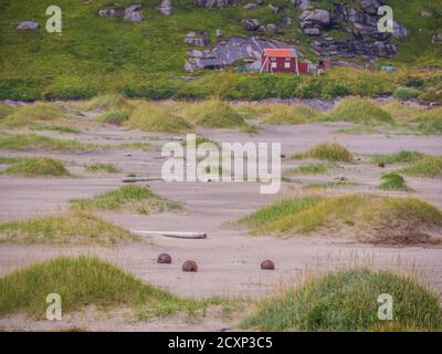 Grande, Sandy, bella spiaggia Bunes, Lofoten, Norvegia Foto Stock