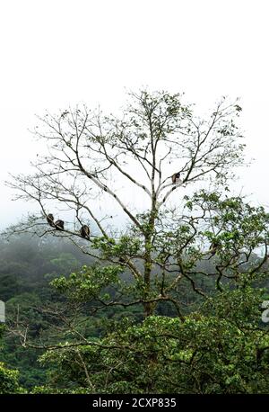 Alouatta palliata allietato urlatore dorato-manied urlante famiglia di scimmie in costa rica su una corona di alberi in una foresta pluviale in america centrale Foto Stock