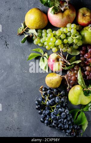 Varietà di frutti d'autunno mature mele biologiche, tre tipi di uva e pere con foglie più scuro dello sfondo texture. Vista da sopra con uno spazio Foto Stock