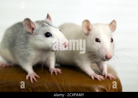 Primo piano di due divertenti ratti domestici bianchi con whisker lunghi. Foto Stock