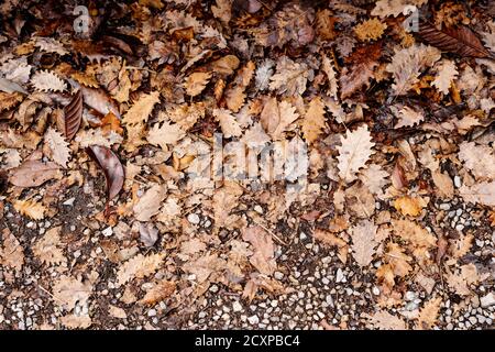 Sfondo autunno - foglie di quercia secca gialla sul terreno. Foto Stock