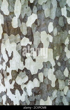 Platanus occidentalis albero corteccia struttura closeup. Un albero che sparge corteccia. Il modello è simile a un modello di mimetizzazione militare. Foto Stock