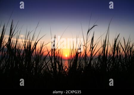 gold tramonto erba mare sulla spiaggia Foto Stock