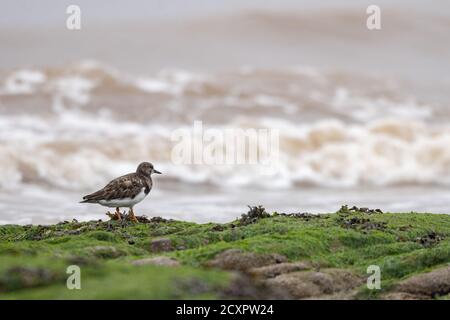 Turnstone si erge su rocce che si affaccia sulle onde di New Brighton Beach, Wirral, Merseyside, Regno Unito Foto Stock
