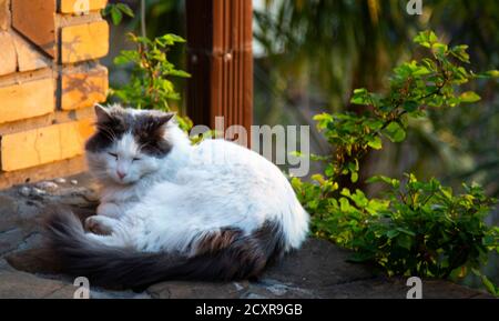 il gatto rosso di strada dorme e crogiolarsi al sole Foto Stock