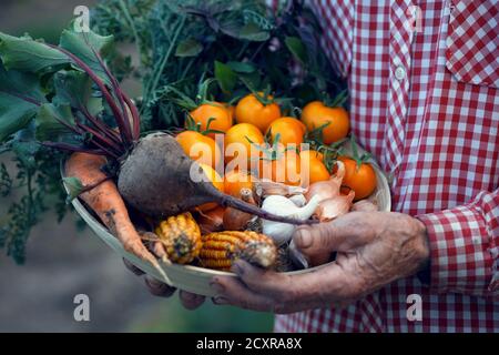 uomo anziano in giardino con una ciotola di verdure dal vostro giardino Foto Stock