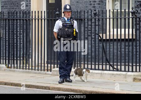 Larry the Cat - Capo Mouser presso l'ufficio del Gabinetto - con la sua sicurezza personale a Downing Street, 30 settembre 2020 Foto Stock