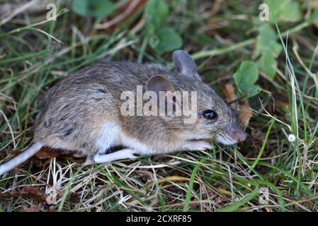 Mouse in legno, Apodemus sylvaticus, noto anche come mouse da campo a coda lunga, mouse da campo comune o mouse in legno europeo Foto Stock