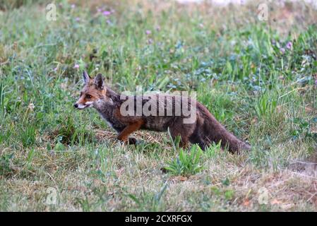 Sculking Red Fox o Alert Red Fox, Vulpes vulpes Foto Stock