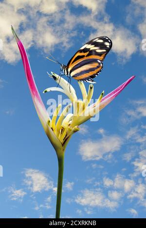 Farfalla dipinta vanessa Cardui su un becco di Parrot Heliconia Fiore nome latino Heliconia psittacorum Foto Stock