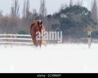 Un cavallo Suffolk Punch in un paddock di neve profonda in inverno. Foto Stock