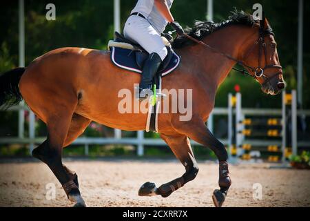 Un cavallo da corsa della baia galopperà rapidamente attraverso l'arena, con un pilota esperto e esperto sulla sua sella. Gare equestri in show jumping. Horsebac Foto Stock