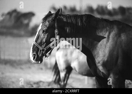 Immagine in bianco e nero di cavalli domestici che camminano in una soleggiata giornata estiva in un pascolo. Bestiame. Industria agricola. Foto Stock