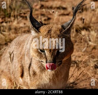 Caracal scansioni cat i suoi dintorni per alimenti Foto Stock