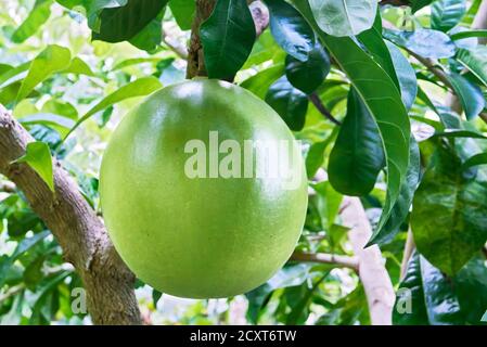 Vista ravvicinata di un frutto verde miracoloso appeso su un albero di calabaschi, utilizzato per produrre succo di erbe e come rimedio medicinale contro le malattie Foto Stock