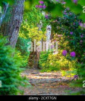 TREDEGAR HOUSE GARDEN A NEWPORT, GALLES DEL SUD. Foto Stock