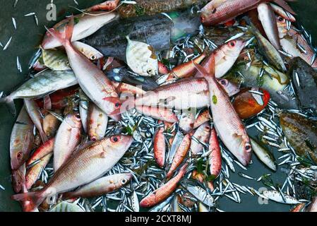 Primo piano di una varietà di pesci di acqua di mare come il dentice, calamari, sardine, la cattura del giorno dei pescatori a Nabas, provincia di Aklan, Filippine Foto Stock