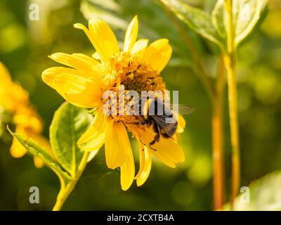 Bumblebee raccogliere polline su un fiore giallo Helianthus in un giardino Foto Stock