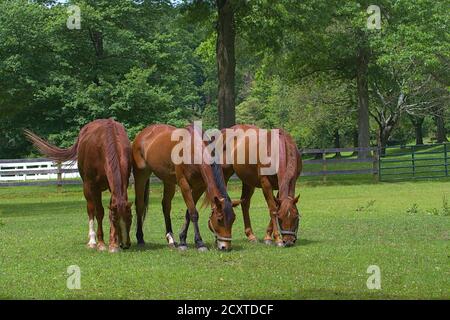 Tre cavalli in pascolo erboso con recinto bianco Foto Stock
