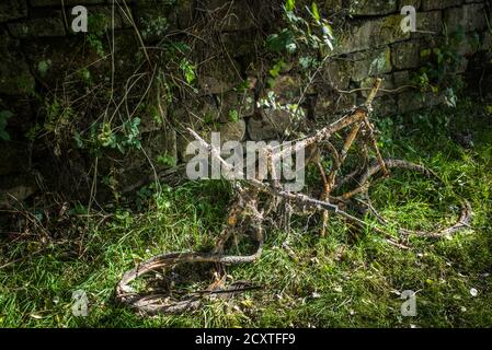 Abbandonata vecchia mountain bike rotta, sovracoltivata con fogliame . Foto Stock