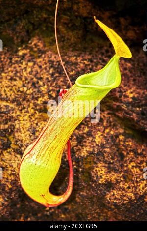 Vista dettagliata di una colorata pianta caraffa appesa a terra, fotografata vicino a Port Barton, Palawan settentrionale, Filippine, Asia Foto Stock
