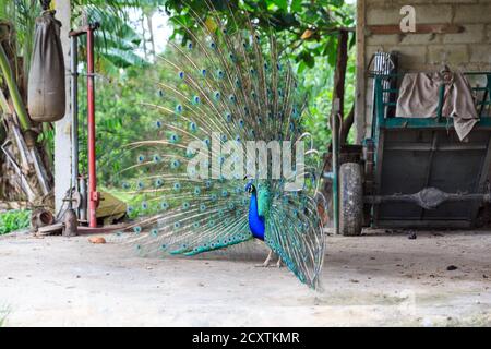 Pavone blu (pavo cristatus), paafowl indiano maschile mostra le sue piume in una fattoria nella Cuba rurale Foto Stock