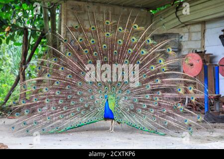 Pavone blu (pavo cristatus), paafowl indiano maschile mostra le sue piume in una fattoria nella Cuba rurale Foto Stock