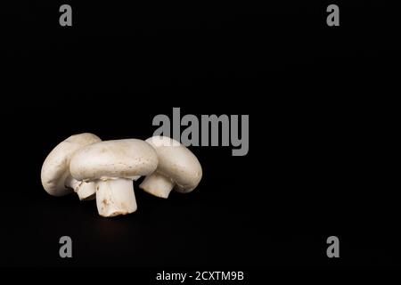 Tre funghi bianchi o funghi champignon (Agaricus bisporus) sono sdraiati su sfondo nero, mostrando le loro coperture carnose e le loro stipes. Foto Stock