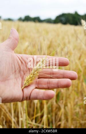 Grano in una mano da un contadino simbolo immagine estate vendemmia Foto Stock