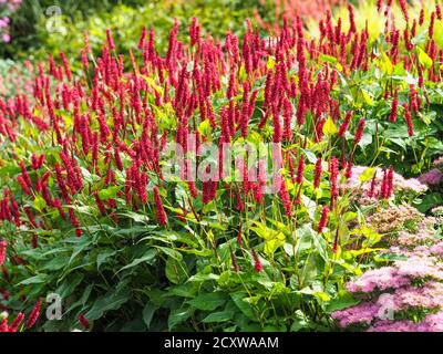 Grumo di bistort rosso, Persicaria amplexicaulis, in un giardino con punte di fiori rossi e foglie verdi Foto Stock