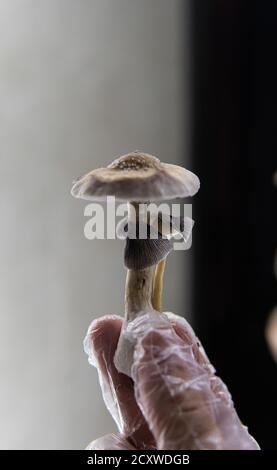 ricerca scientifica dei funghi psichedelici nel campo della psichica salute Foto Stock