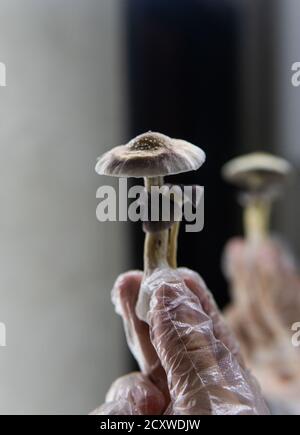 funghi magici nella moderna pratica mentale e medicina Foto Stock