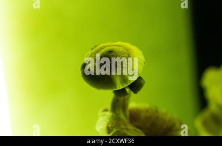 ricerca scientifica dei funghi psichedelici nel campo della psichica salute Foto Stock