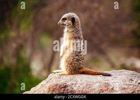 Informazioni Meerkat a Melbourne Australia Foto Stock