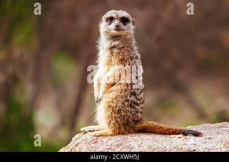 Informazioni Meerkat a Melbourne Australia Foto Stock