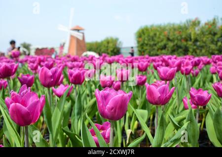 Comune Tulipa Liliaceae Tulipano mulino a vento Foto Stock