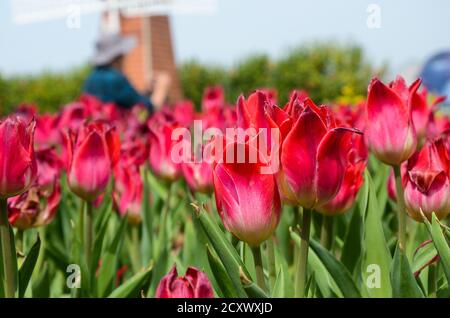 Comune Tulipa Liliaceae Tulipano mulino a vento Foto Stock