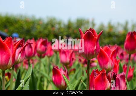 Comune Tulipa Liliaceae Tulipano mulino a vento Foto Stock