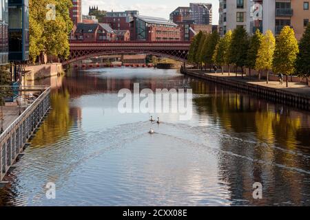 Vista sui cigni, sul fiume Aire e sul ponte Crown Point, Leeds Foto Stock