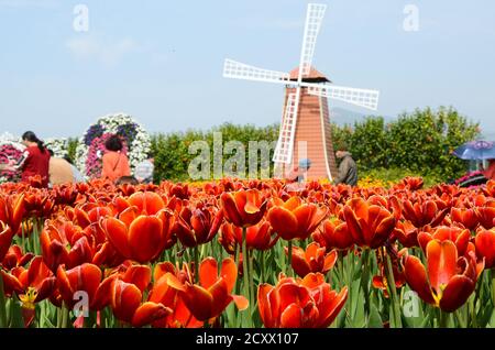 Comune Tulipa Liliaceae Tulipano mulino a vento Foto Stock