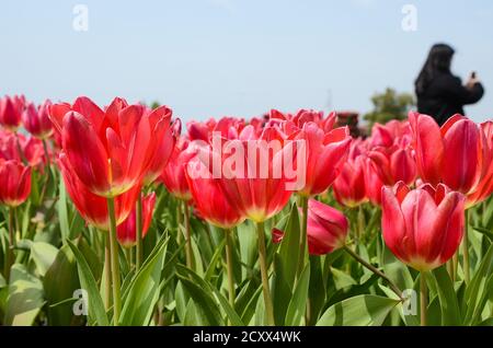 Comune Tulipa Liliaceae Tulipano mulino a vento Foto Stock