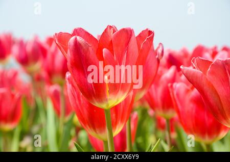 Comune Tulipa Liliaceae Tulipano mulino a vento Foto Stock