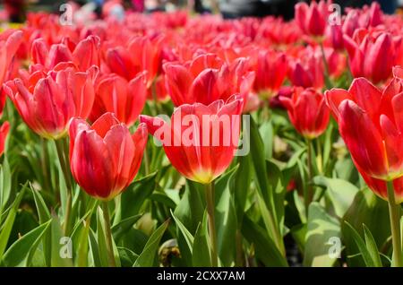 Comune Tulipa Liliaceae Tulipano mulino a vento Foto Stock